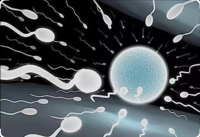 精子卵子受精