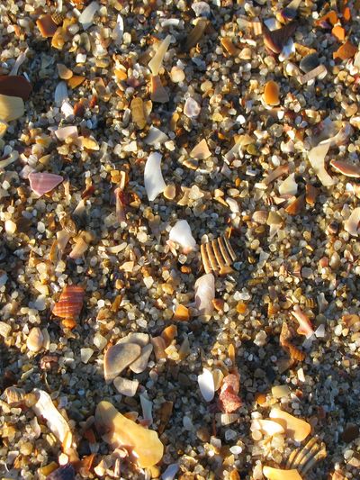 photo of tiny pieces of  crushed shells and sand through clear water at the beach