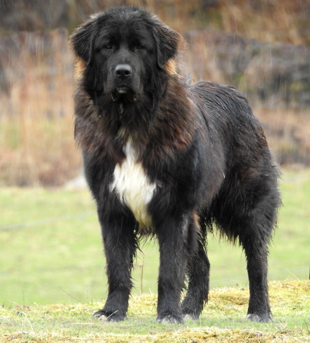 karakachan dog