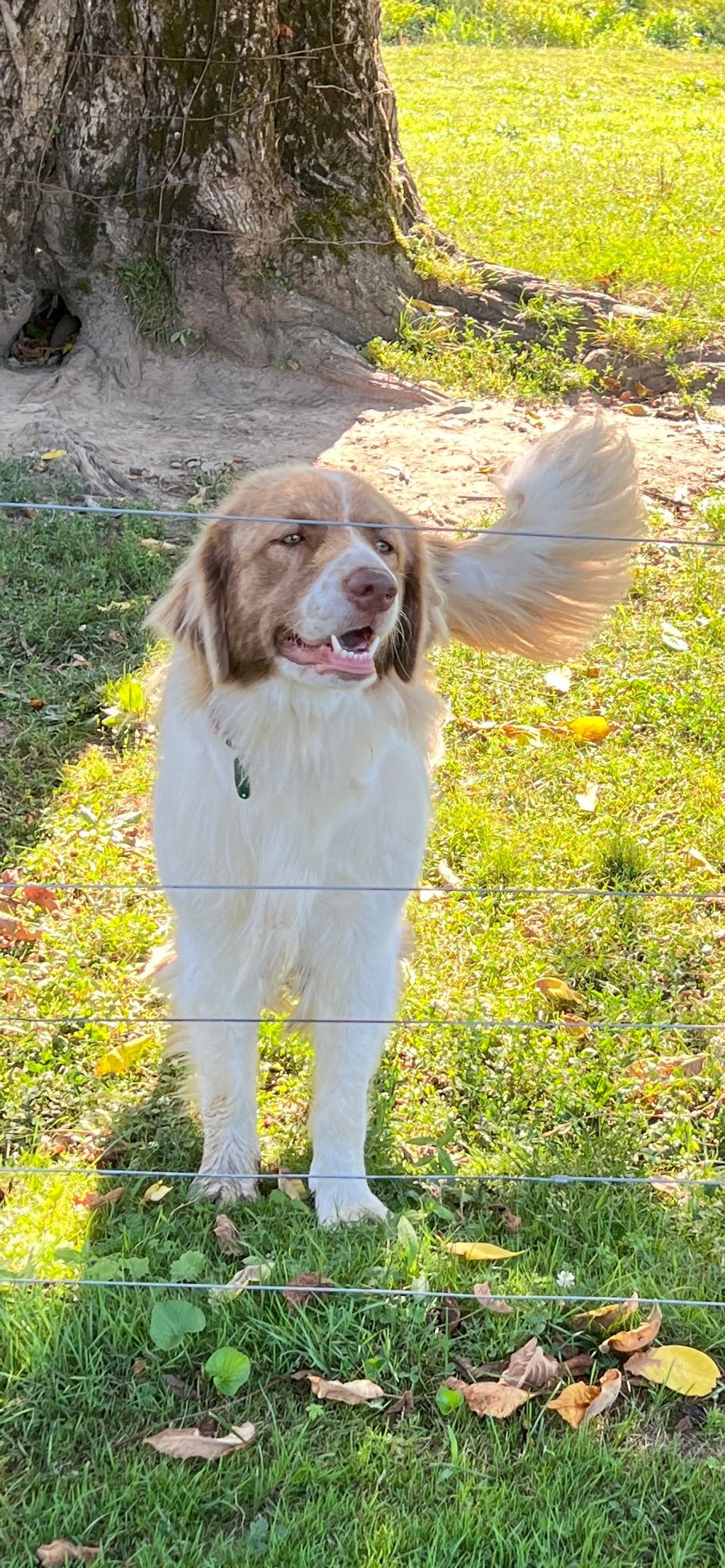 karakachan dog