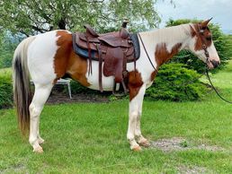 Tobiano paint gelding - $3800