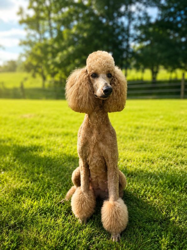 A poodle sitting on green grass outside.
