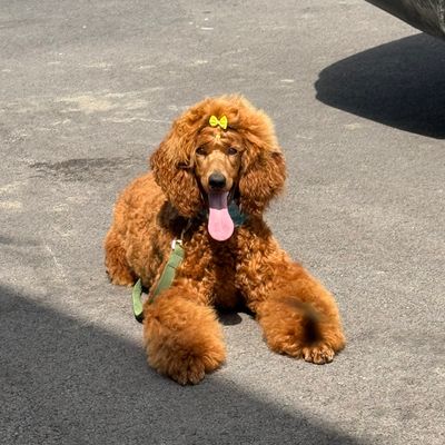 A beautiful red standard poodle