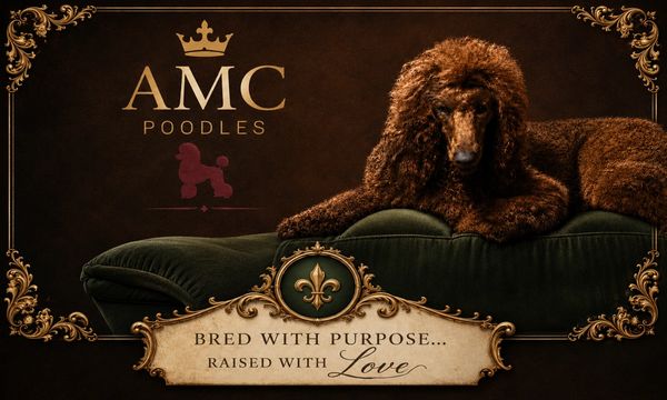Elegant brown poodle lying on a green cushion with vintage design.