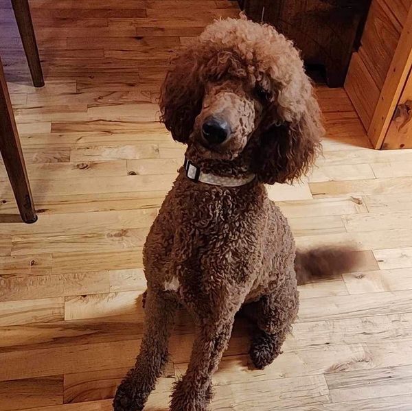 Brown poodle sitting on wooden floor.