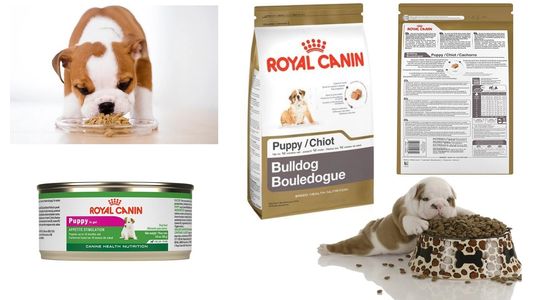 Every puppy goes home with a sample of both wet and dry Royal Canin puppy food (and a coupon!)