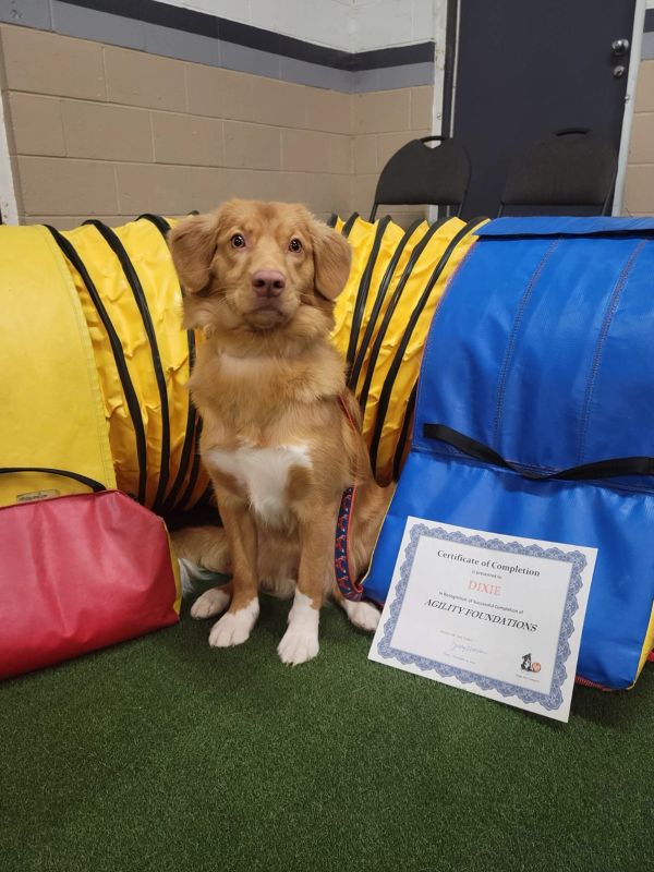 Dog posing with agility certificate and equipment.