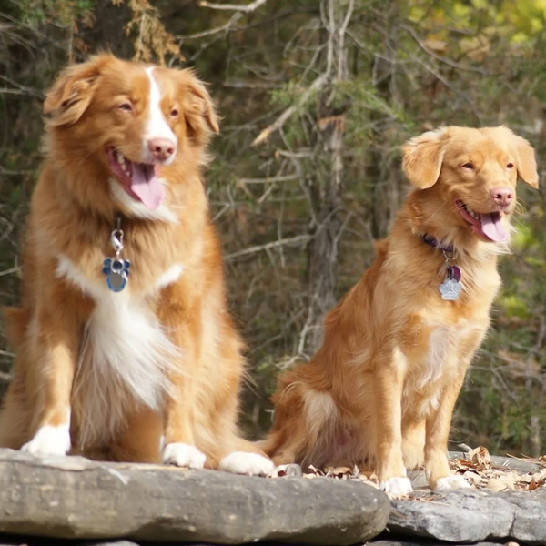 Two happy dogs sitting outdoors with tongues out.