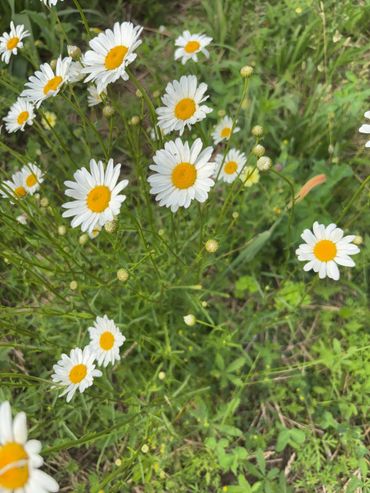 One of many wildflowers that grow on The 5 Acre Homestead.