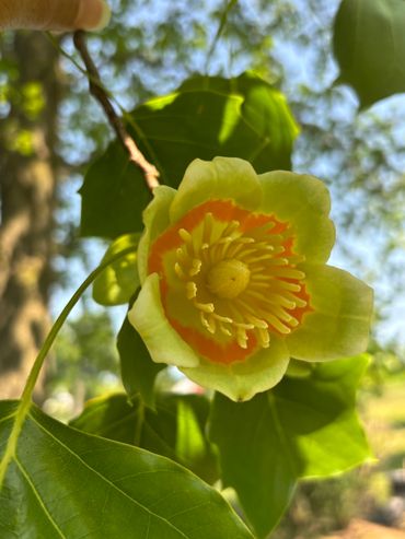 Love these "tulips" each spring in our Tulip tree.