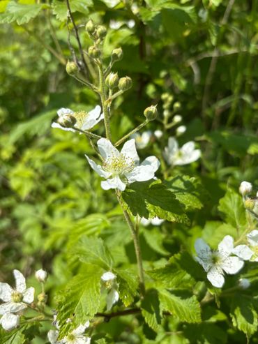 Blackberry flowers