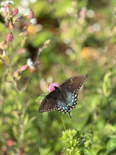 Caught a picture of this beauty in our garden enjoying some of our clover.