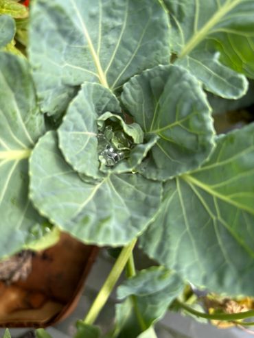 Raindrops accumulating in our young brussels sprouts.