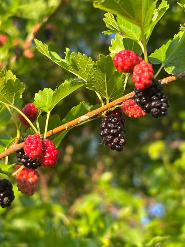 It's Mulberry time in our garden in Michigan.