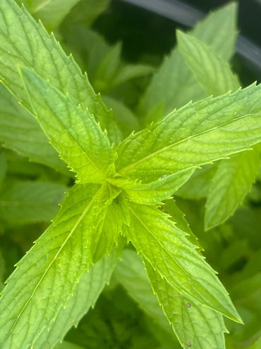 Mint Grown in our garden in Michigan,