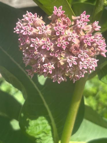 Milkweed grows throughout our homestead.