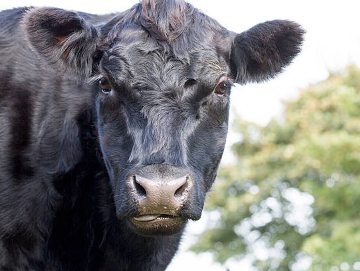 Close-up of a black cow looking directly at the camera.