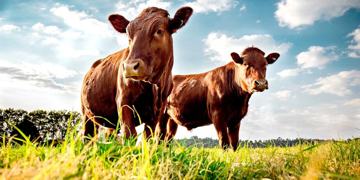 Two brown cows standing on a green grassy field under a partly cloudy sky.
