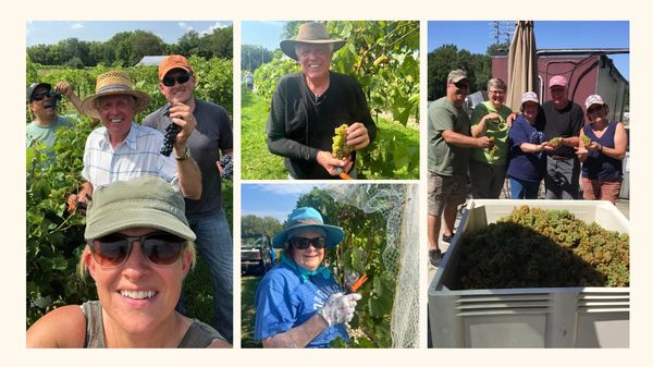 Group enjoying grape harvesting on a sunny day.