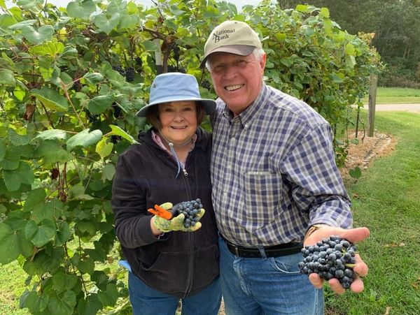 Elderly couple holding freshly picked grapes in vineyard.