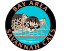 Bay Area Savannah Cats
