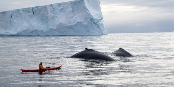Sea kayaking with whales in Antarctica