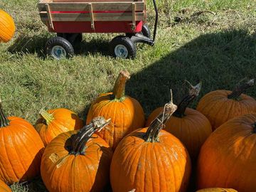 pumpkin picking