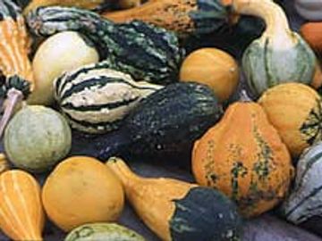 gourds