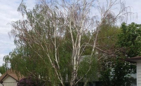 Bronze Birch Borer Infected Tree