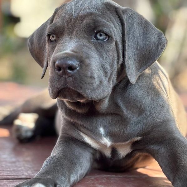 A gray puppy with soulful eyes lying on a wooden floor in soft sunlight.