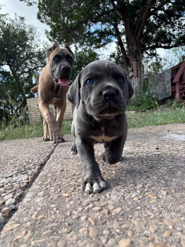 Two playful dogs walking on a stone path outdoors.