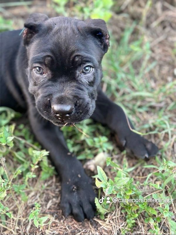Close-up of a black Cane Corso puppy lying on grass.