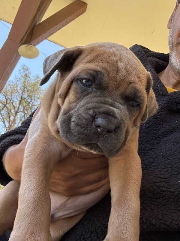 A person holding a wrinkly, sleepy puppy outdoors under a porch.