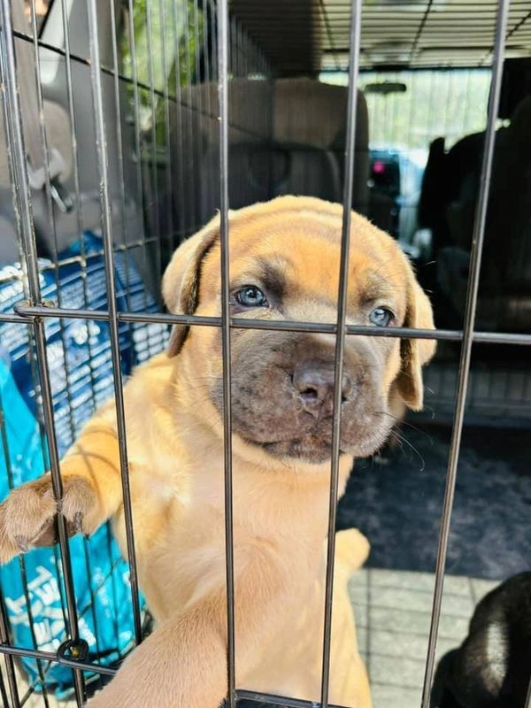 A tan puppy with blue eyes looks out from behind black metal bars.