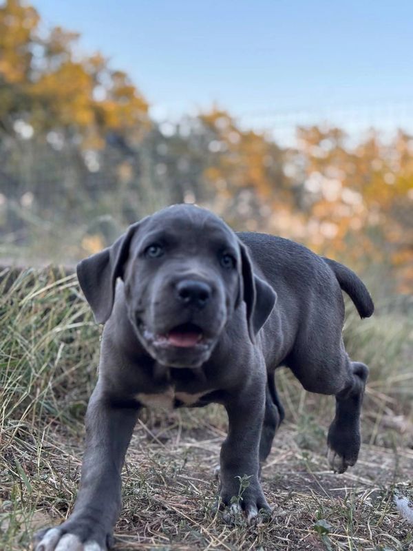 A playful gray puppy exploring outdoors on a sunny day.