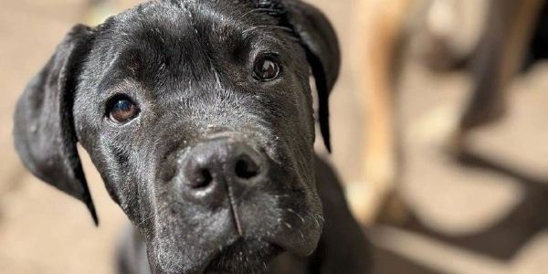 Close-up of a curious black puppy looking up with big eyes.
