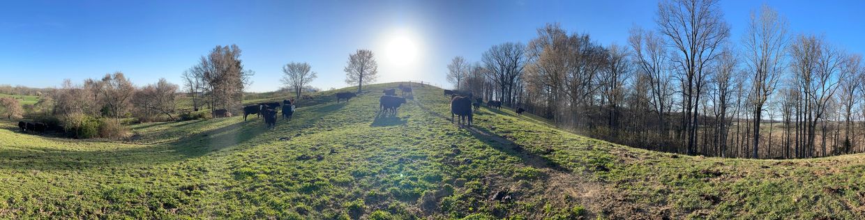 Black cattle grazing on a a green grass hill with a blue sky and piercing bright sun in the center.