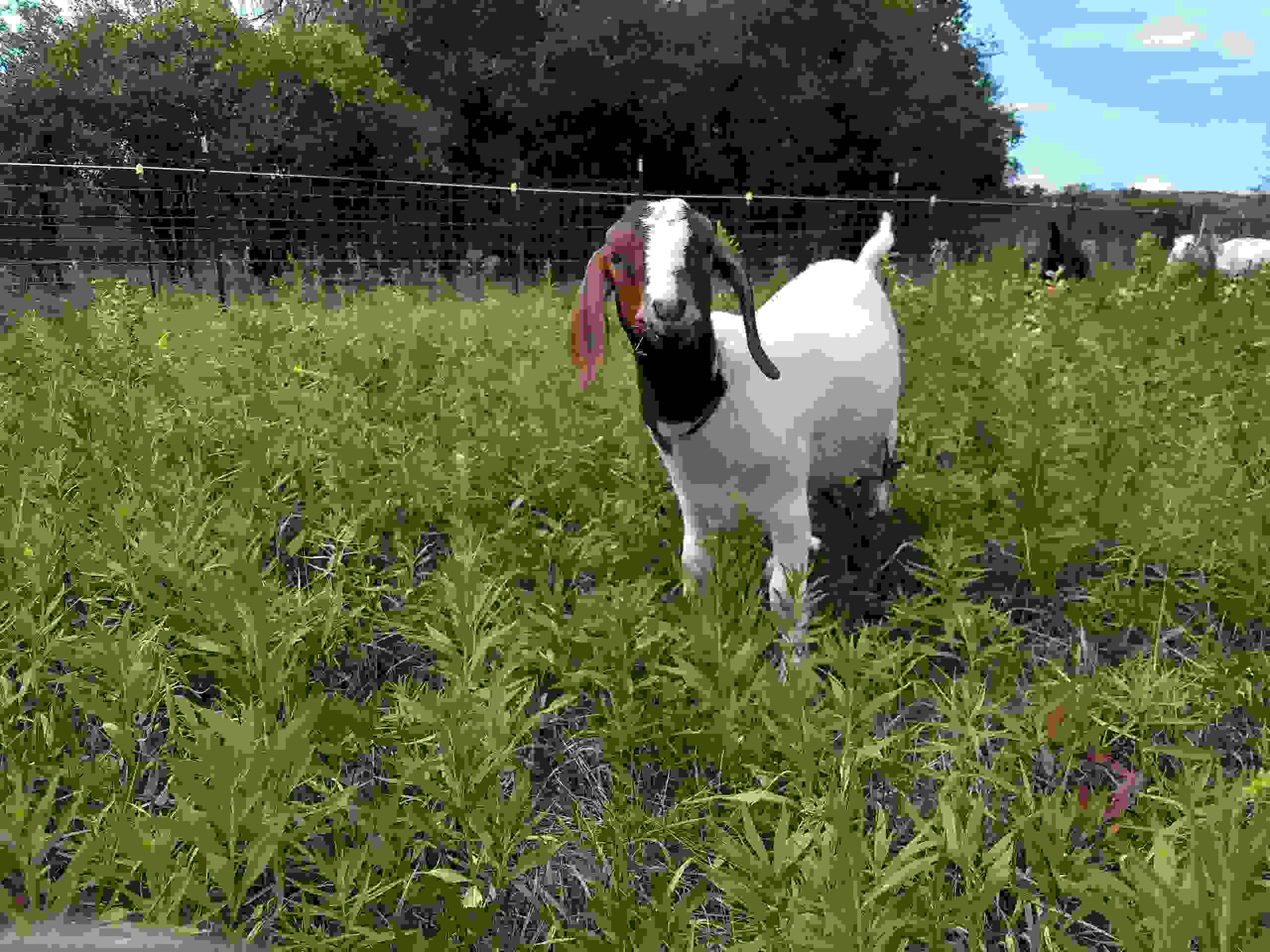 Young Boer Goat doe, Kay
