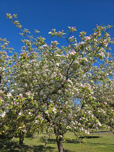 Blooming tree with pink and white flowers under a clear blue sky.