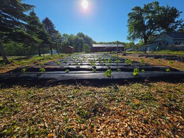Sunlit garden with young plants under clear blue sky near rural buildings.
