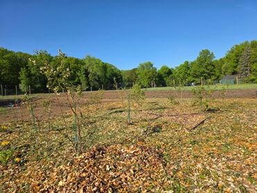 A farm field with young plants under a clear blue sky.