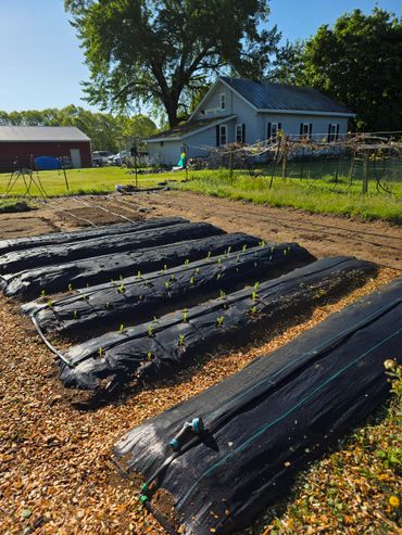Garden beds with young seedlings near a farmhouse on a sunny day.