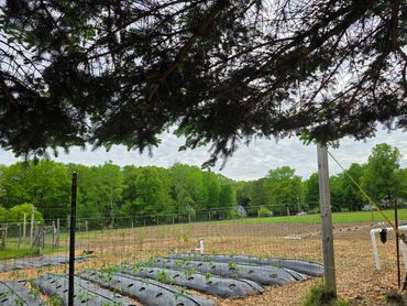 Garden beds covered with plastic mulch behind a wire fence under tree branches.