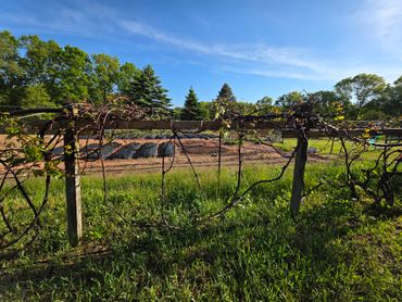 Sunny vineyard with budding grapevines and a clear blue sky.