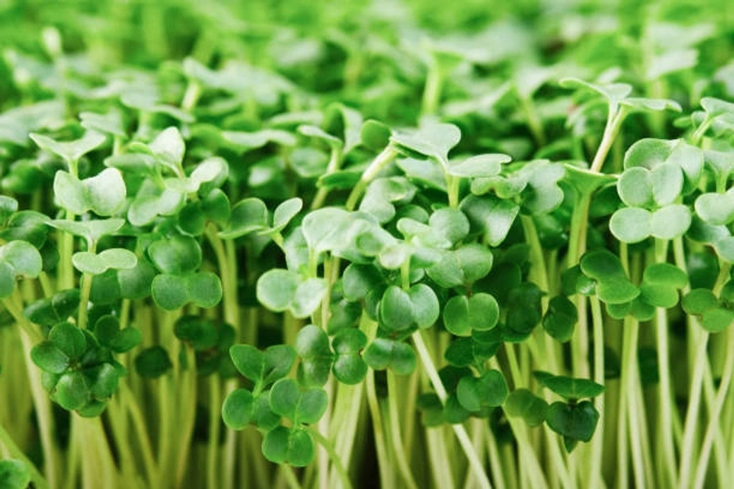 Close-up of fresh green microgreens densely packed together.