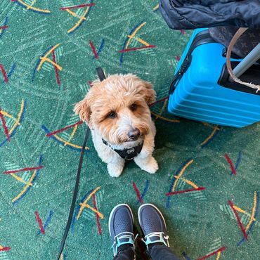 Stanley, a medium sized doodle, service dog at an airport