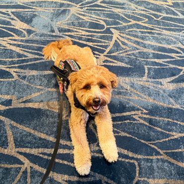 A smiling medium-sized doodle, in his service dog vest, lying on the carpet.