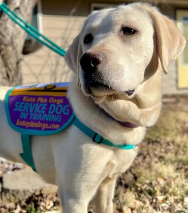 A service dog in her training vest