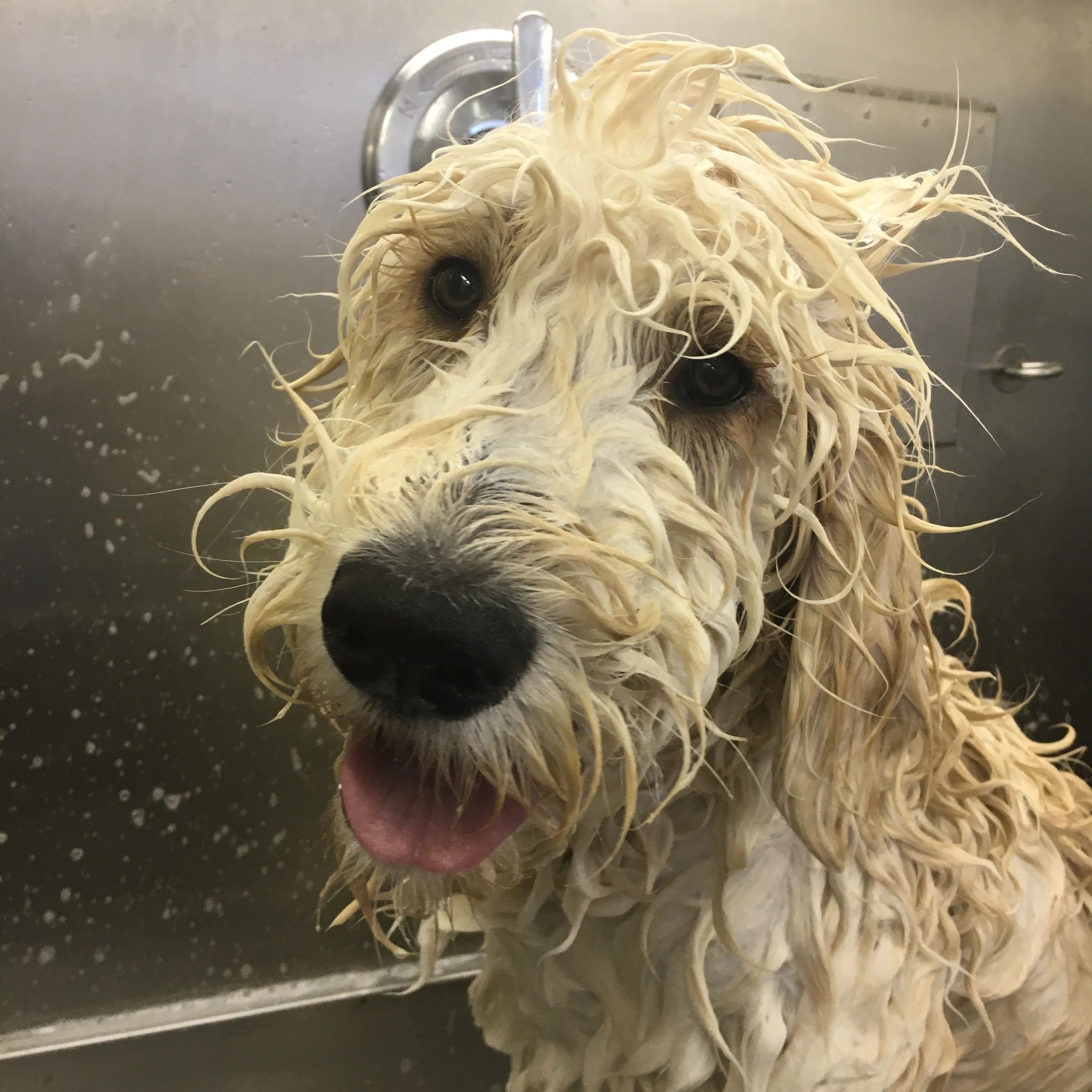 Grooming Expertise Within Reach Find The Top Rated Groomers Near You - 7el6y8w