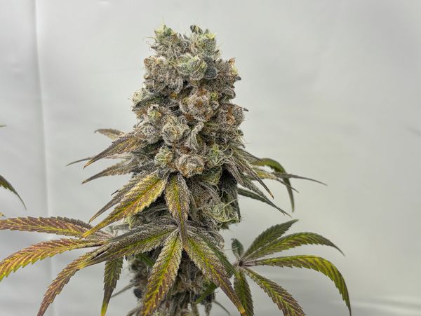 Permanent Dream Drop!